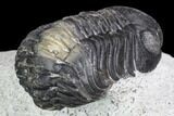 Bargain, Austerops Trilobite - Nice Eye Facets #105997-5